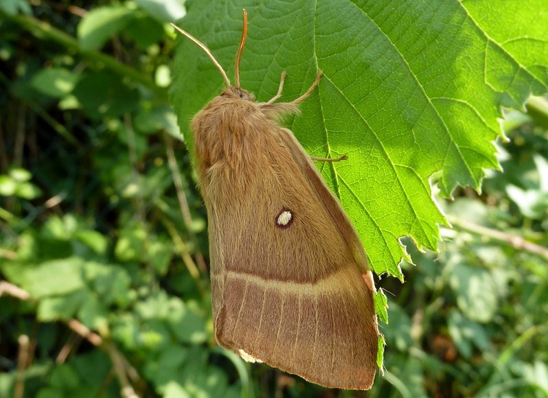 Femmina di Lasiocampa quercus